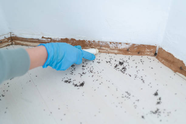 Best Wasp Removal Services  in Rolling Fork, MS